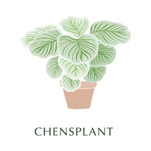 不怕西曬 植物|西曬陽台植物推薦 – 陳家立葉 Chens Plant